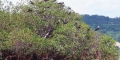 En Chone, en la Isla Corazón y Fragatas, iniciará plan de recuperación forestal. Foto: Ministerio del Ambiente