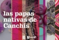 Las papas nativas de Canchis